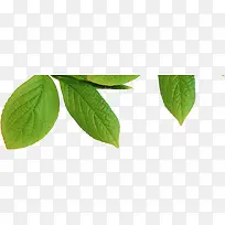 春天绿叶促销装饰-空若网 春天绿叶促销装饰-空若网