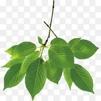 ���컷����Ҷ��֦װ��-������