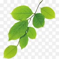 ������Ҷ��֦װ��-������