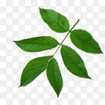 春天促销绿叶装饰-空若网 春天促销绿叶装饰-空若网