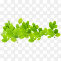春季绿叶树枝装饰-空若网 春季绿叶树枝装饰-空若网