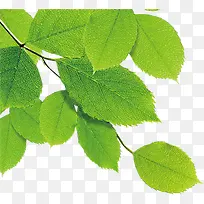 高清环保绿叶树枝装饰-空若网 高清环保绿叶树枝装饰-空若网