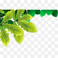 树枝绿叶装饰元素-空若网 树枝绿叶装饰元素-空若网