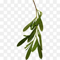 绿色春天树枝绿叶装饰-空若网 绿色春天树枝绿叶装饰-空若网