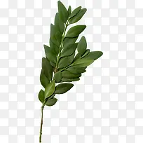春天绿叶树枝装饰图片-空若网 春天绿叶树枝装饰图片-空若网