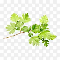 绿叶树枝-空若网 绿叶树枝-空若网