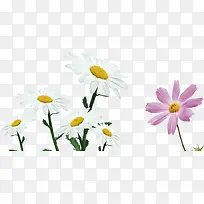唯美彩色清新花朵-空若网 唯美彩色清新花朵-空若网