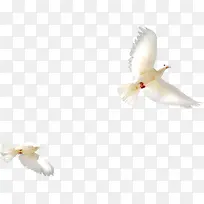 ���°�ɫΨ���׸�-������