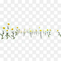 清新唯美白色雏菊-空若网 清新唯美白色雏菊-空若网