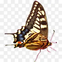 唯美清新蝴蝶创意-空若网 唯美清新蝴蝶创意-空若网