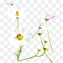 唯美清新小花创意-空若网 唯美清新小花创意-空若网