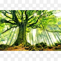 Ψ������ɭ�ִ���-������