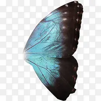 翅膀-空若网 翅膀-空若网