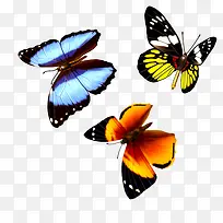 ����Ư��-������