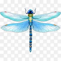 蓝色蝴蝶-空若网 蓝色蝴蝶-空若网