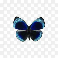 蝴蝶-空若网 蝴蝶-空若网