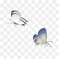 蝴蝶-空若网 蝴蝶-空若网