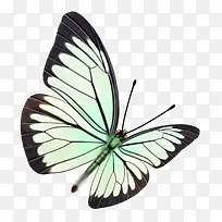 蝴蝶-空若网 蝴蝶-空若网