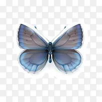 蝴蝶-空若网 蝴蝶-空若网