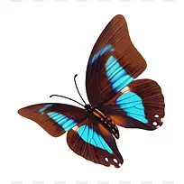 蝴蝶-空若网 蝴蝶-空若网