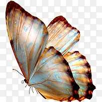 创意摄影飞舞的花蝴蝶-空若网 创意摄影飞舞的花蝴蝶-空若网