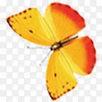 高清摄影黄色飞舞的蝴蝶-空若网 高清摄影黄色飞舞的蝴蝶-空若网