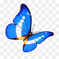 蝴蝶-空若网 蝴蝶-空若网