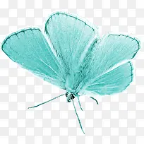 蝴蝶-空若网 蝴蝶-空若网