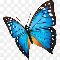 蓝色卡通可爱蝴蝶-空若网 蓝色卡通可爱蝴蝶-空若网