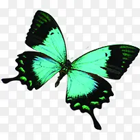 蓝色花蝴蝶水彩设计-空若网 蓝色花蝴蝶水彩设计-空若网