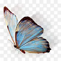 蓝色卡通炫丽时尚蝴蝶-空若网 蓝色卡通炫丽时尚蝴蝶-空若网