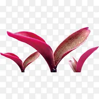 粉紫色可爱嫩芽-空若网 粉紫色可爱嫩芽-空若网