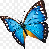 水彩蓝色蝴蝶无框画-空若网 水彩蓝色蝴蝶无框画-空若网