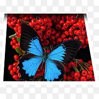 高清蓝色蝴蝶水果-空若网 高清蓝色蝴蝶水果-空若网