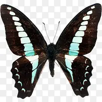 ÇåÐÂÀ¶É«³á°òºûµû-¿ÕÈôÍø ÇåÐÂÀ¶É«³á°òºûµû-¿ÕÈôÍø