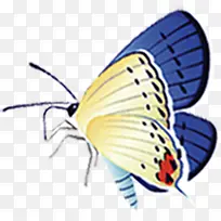 卡通蓝色翅膀蝴蝶-空若网 卡通蓝色翅膀蝴蝶-空若网