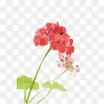 水彩墨花-空若网 水彩墨花-空若网