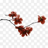 粉红花朵花枝树枝装饰-空若网 粉红花朵花枝树枝装饰-空若网