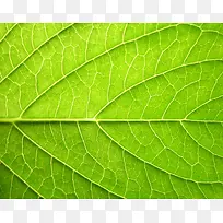 ÂÌÒ¶±³¾°-¿ÕÈôÍø ÂÌÒ¶±³¾°-¿ÕÈôÍø