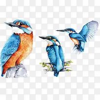 翠鸟水彩插图-空若网 翠鸟水彩插图-空若网