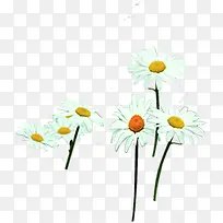 白色春天环保雏菊-空若网 白色春天环保雏菊-空若网