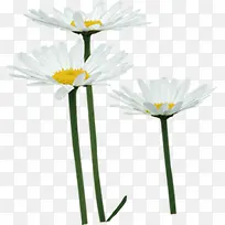 清新白色春天雏菊-空若网 清新白色春天雏菊-空若网