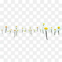 白色雏菊春天装饰-空若网 白色雏菊春天装饰-空若网