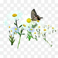 白色雏菊蝴蝶装饰-空若网 白色雏菊蝴蝶装饰-空若网