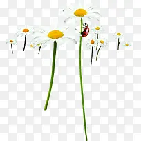 春天白色雏菊昆虫-空若网 春天白色雏菊昆虫-空若网