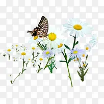 春天白色雏菊蝴蝶-空若网 春天白色雏菊蝴蝶-空若网