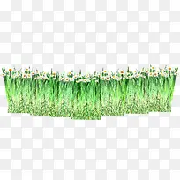 春天梦幻白色雏菊-空若网 春天梦幻白色雏菊-空若网