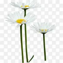 �����ɫ���ջ�о-������