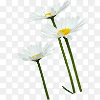 春天白色雏菊植物-空若网 春天白色雏菊植物-空若网