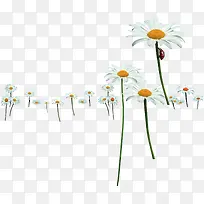 �������°�ɫ��������-������